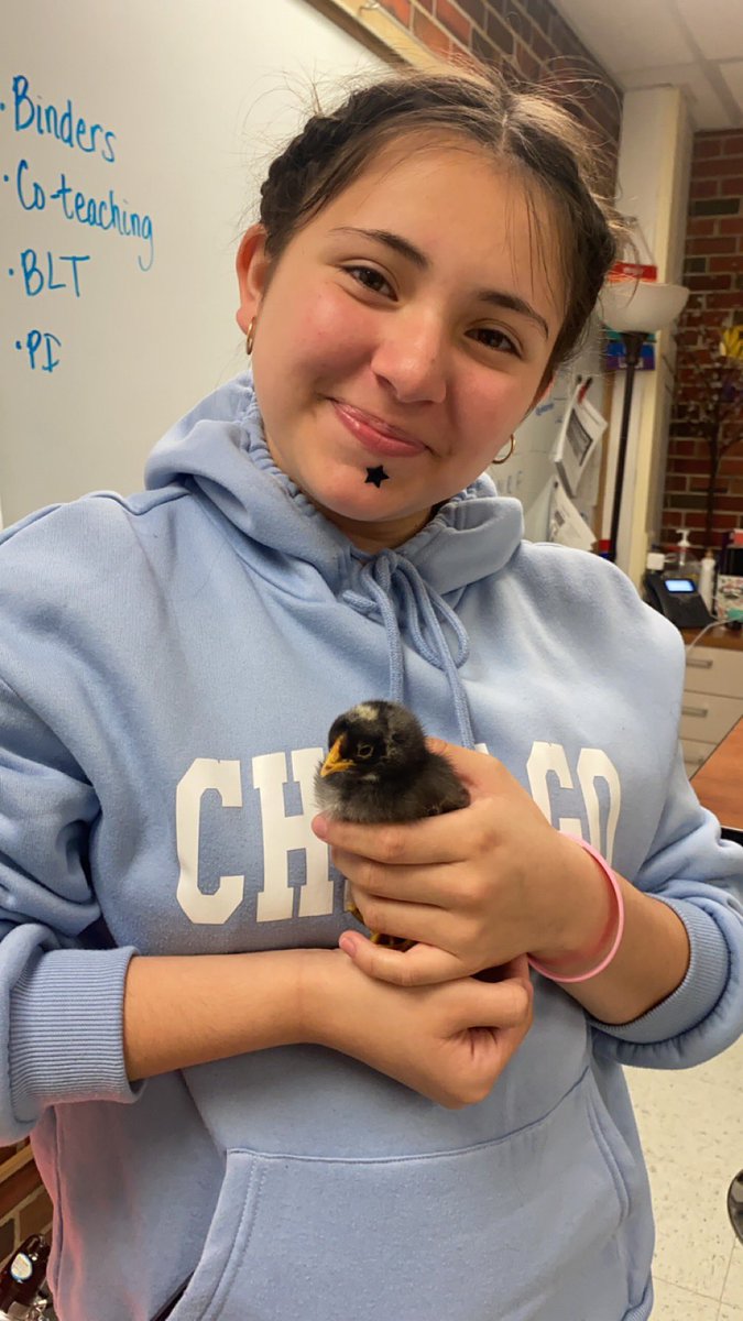 MissWalkerNGMS's tweet photo. Meet Frankie, the 8B class science project! He is very sweet and brings great joy to those around him! @leahmmcopeland he loves G, he climbed up her shoulder 😂 https://t.co/bjrvAxjrd8