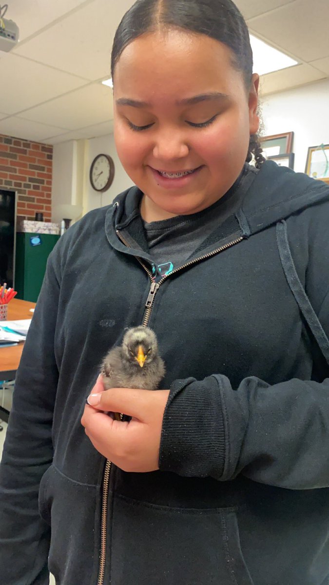 MissWalkerNGMS's tweet photo. Meet Frankie, the 8B class science project! He is very sweet and brings great joy to those around him! @leahmmcopeland he loves G, he climbed up her shoulder 😂 https://t.co/bjrvAxjrd8