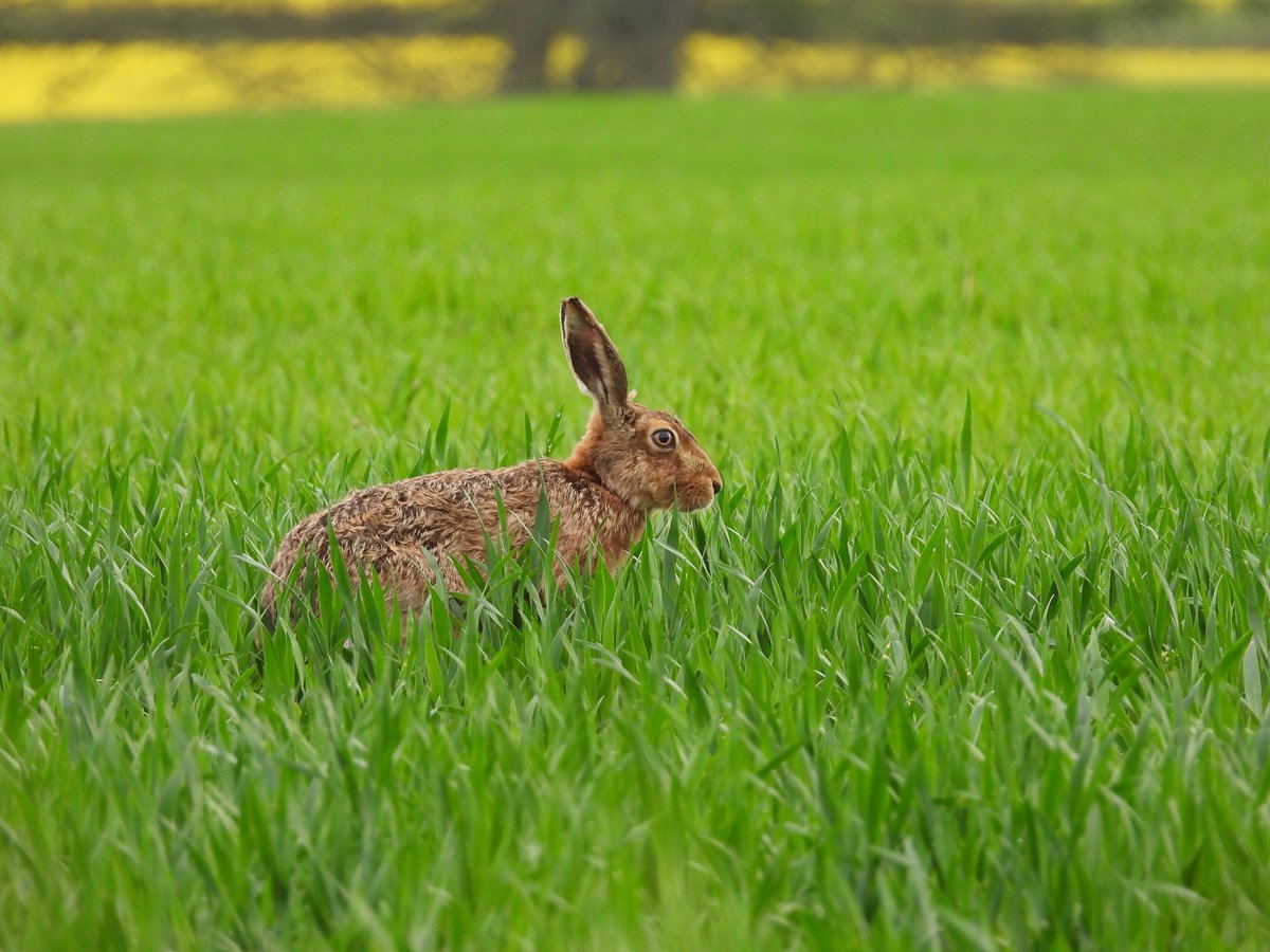 Finding our local Brown hares is more of a challenge as the crops grow higher. Taken this evening. #BrownHares @HPT_Official @labmammalgroup