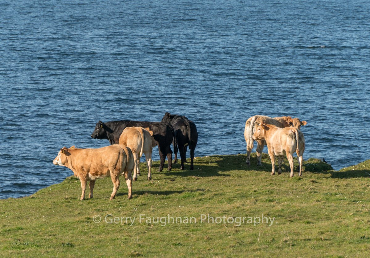GerrysPix's tweet photo. @johncreedon Keeping an eye out at Templeboy #sligo 
#cattle #seaside https://t.co/BU5guD0AHu