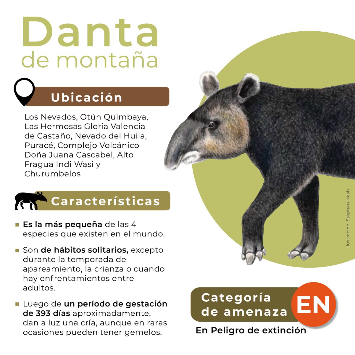 ¿Qué sabes de las Dantas? 🤔 ➡️ En Colombia habitan 3 de las 4 especies de dantas del mundo. ➡️También se las conoce como tapires. ➡️ Existen tres especies distintas de dantas 🗞️📷@ParquesColombia parquesnacionales.gov.co/danta-2024/