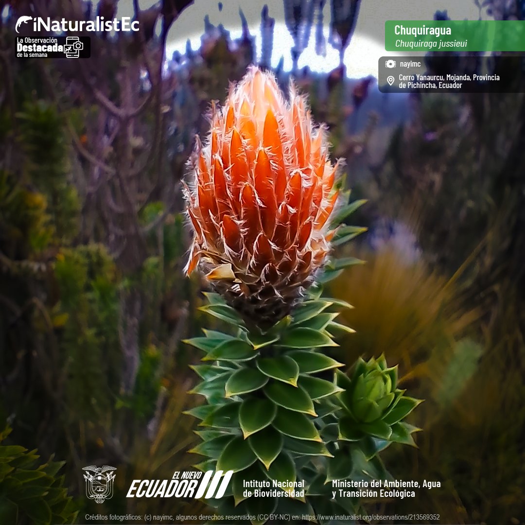 INABIO_EC's tweet photo. 📸La #ObservacióndelaSemana de #iNaturalistEc fue registrada en el cerro Yanaurcu, Mojanda, provincia de Pichincha. La Chuquirahua es nativa de la sierra de Colombia, Ecuador y Perú. Este arbusto alcanza una altura de 1.50 m aproximadamente.
Conócela aquí
https://t.co/g48WaNYdtq https://t.co/YsDqFsoSfM