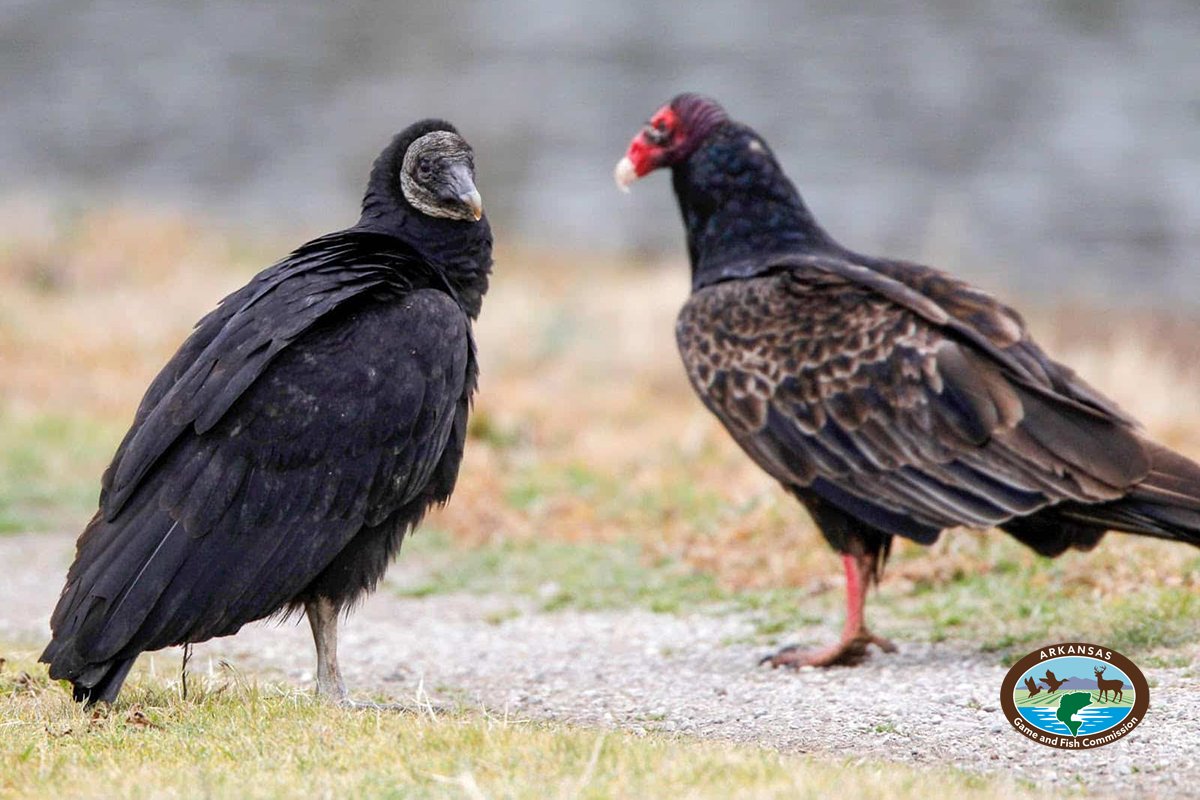 🧐 USDA black vulture study taking flight in Arkansas, Missouri LITTLE ROCK — The Arkansas Game and Fish Commission and U.S. Department of Agriculture need the public’s help collecting sightings of black vultures outfitted with special tags fitted to ...bit.ly/3QEa8i1