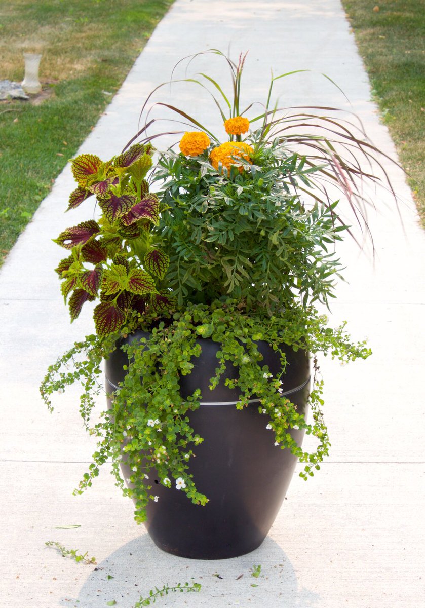 So many choices,Flowers,Plants to herbs,what ever you choose,Desert Planters promotes extraordinary rapid & lush growth by supplying water from below the soil! The Villa #selfwateringplanter will brighten up any landscape. @DesertPlanters #city #parks #municipal #openspaces