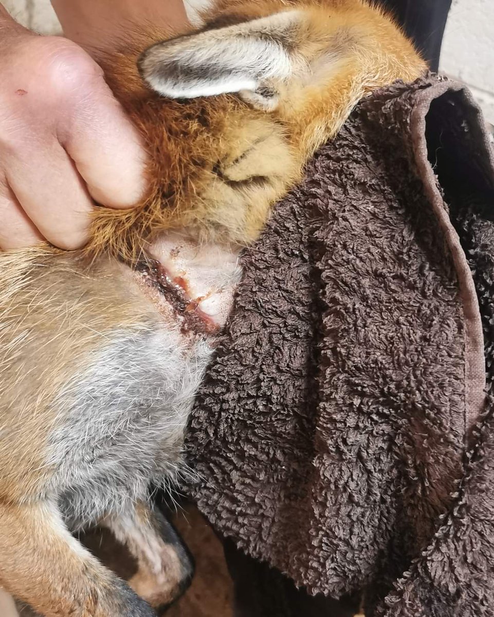 ⚠ Warning - Graphic Images Update on 'bottle fox'. He was seen with a plastic bottle around his neck for 2 weeks. 2nd picture is after 24 hours and the last picture is the wound in 1 week!! Amazing results, goes to show that our beautiful British wildlife is so resilient 💚🦊