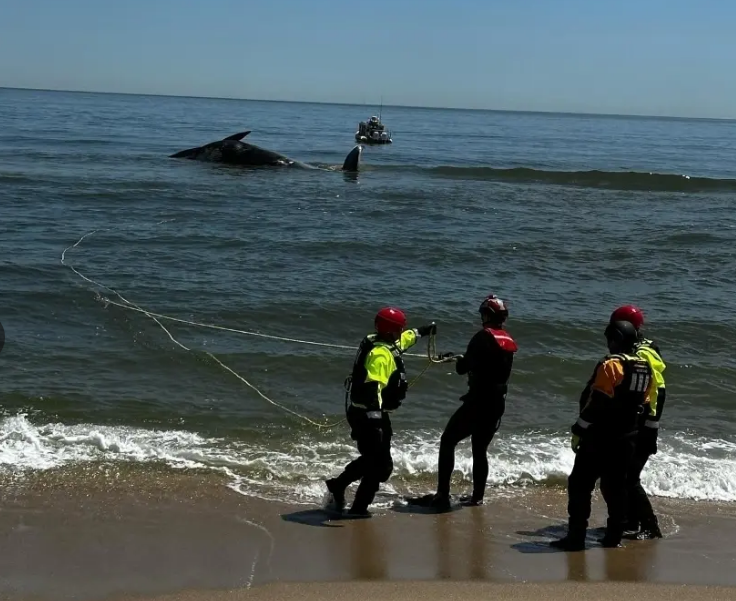 Another dead whale off the NJ coast. 44ft long and weighing over 30,000 lbs. A Sei.