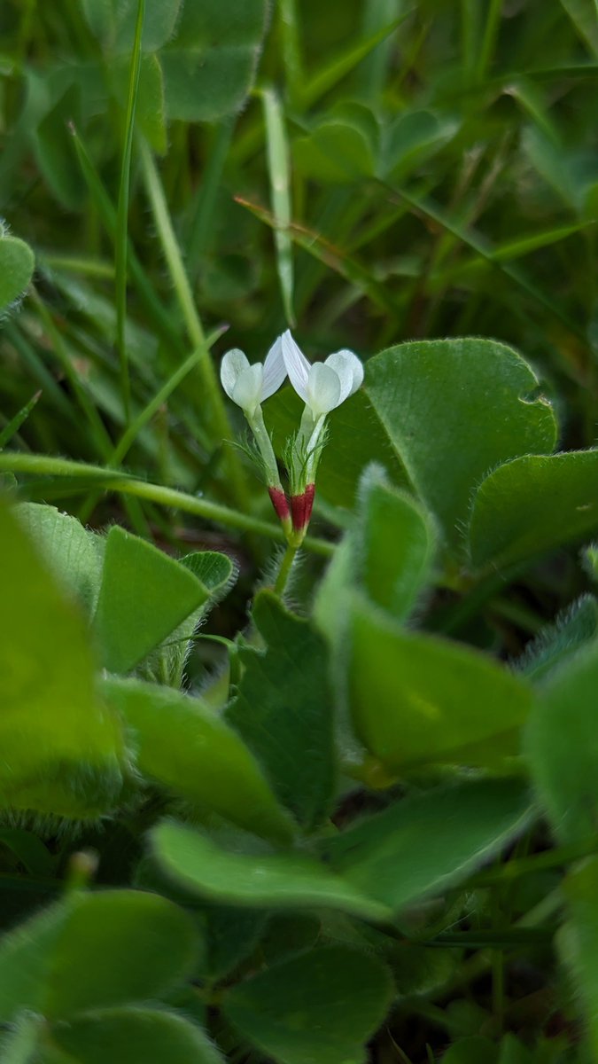 Tom Ward tweet media