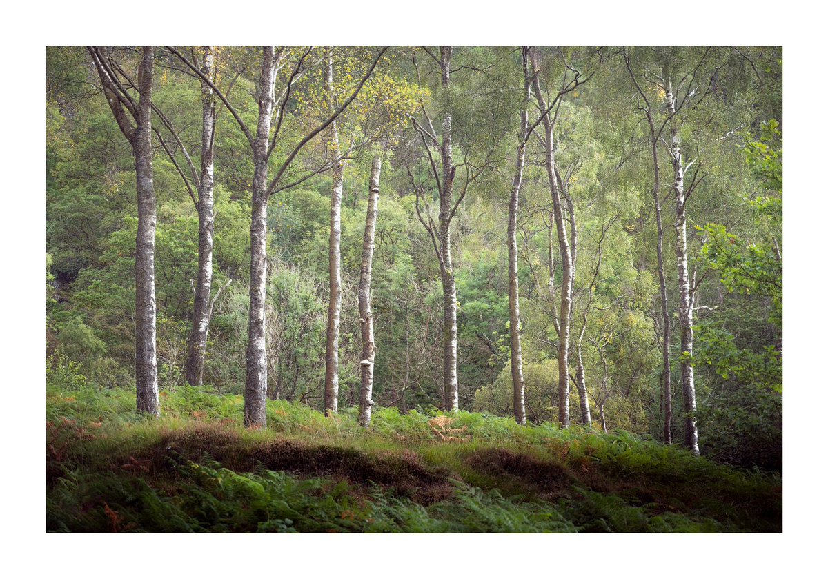 Summer breeze within the trees workshop Come along and join me. Click the link and book your place. maliphotography.co.uk/events/summer-… #trees #summer #borrowdale #lakedistrict