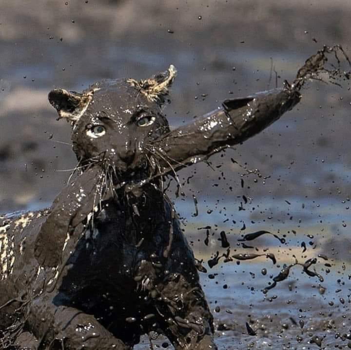 Leopard getting itself some catfish and a muddy bath to go with it. Great capture from Abel Coelho.