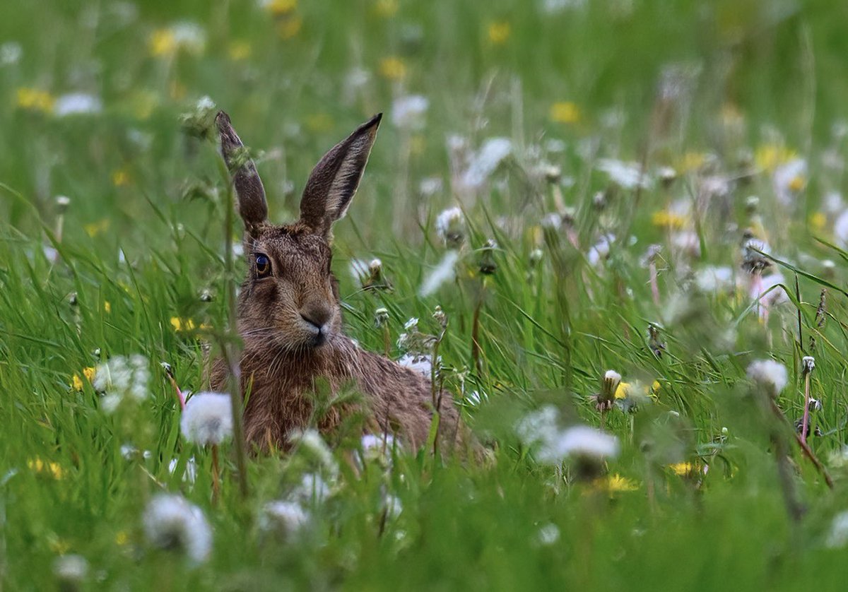 Dandelion hare
#hare #brownhare #dandelionmeadow #springwatch #BBCWildlifePOTD #Norfolk #wildlifephotography