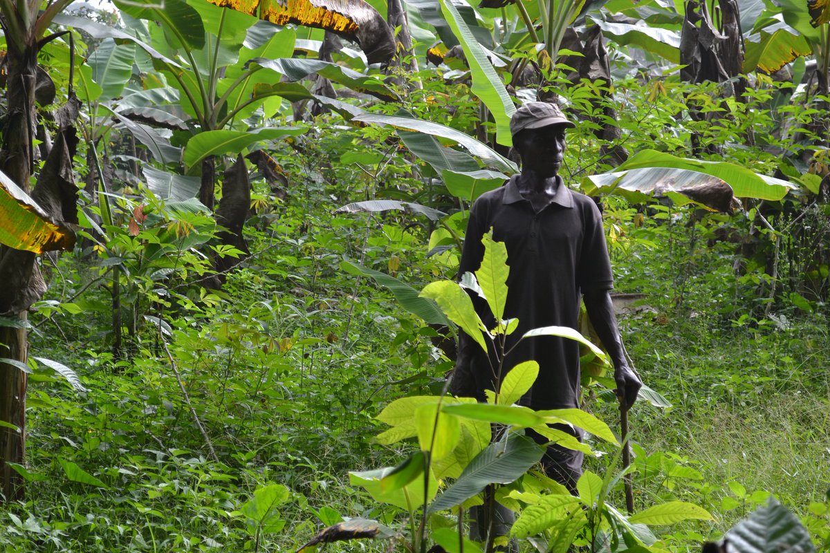 #Cocoa bean prices have been rising since the last quarter of 2023, hitting a record high of $10.97 per kilogram on April 19. The current price spike was triggered by intertwined effects of #climatechange and #ElNiño: ow.ly/GVNM50RzN39 @CGIAR @tabe_ojong @JoeGlauber1