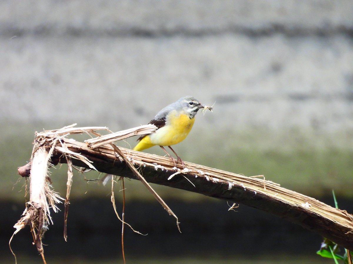 A Grey Wagtail with food for it's chicks at Newcastle Woods yesterday. @BirdWatchIE @Britnatureguide @PatchBirding #PWC2024 #BirdsSeenIn2024 #BirdsOfTwitter #photography #birdphotography #birding #TwitterNatureCommunity