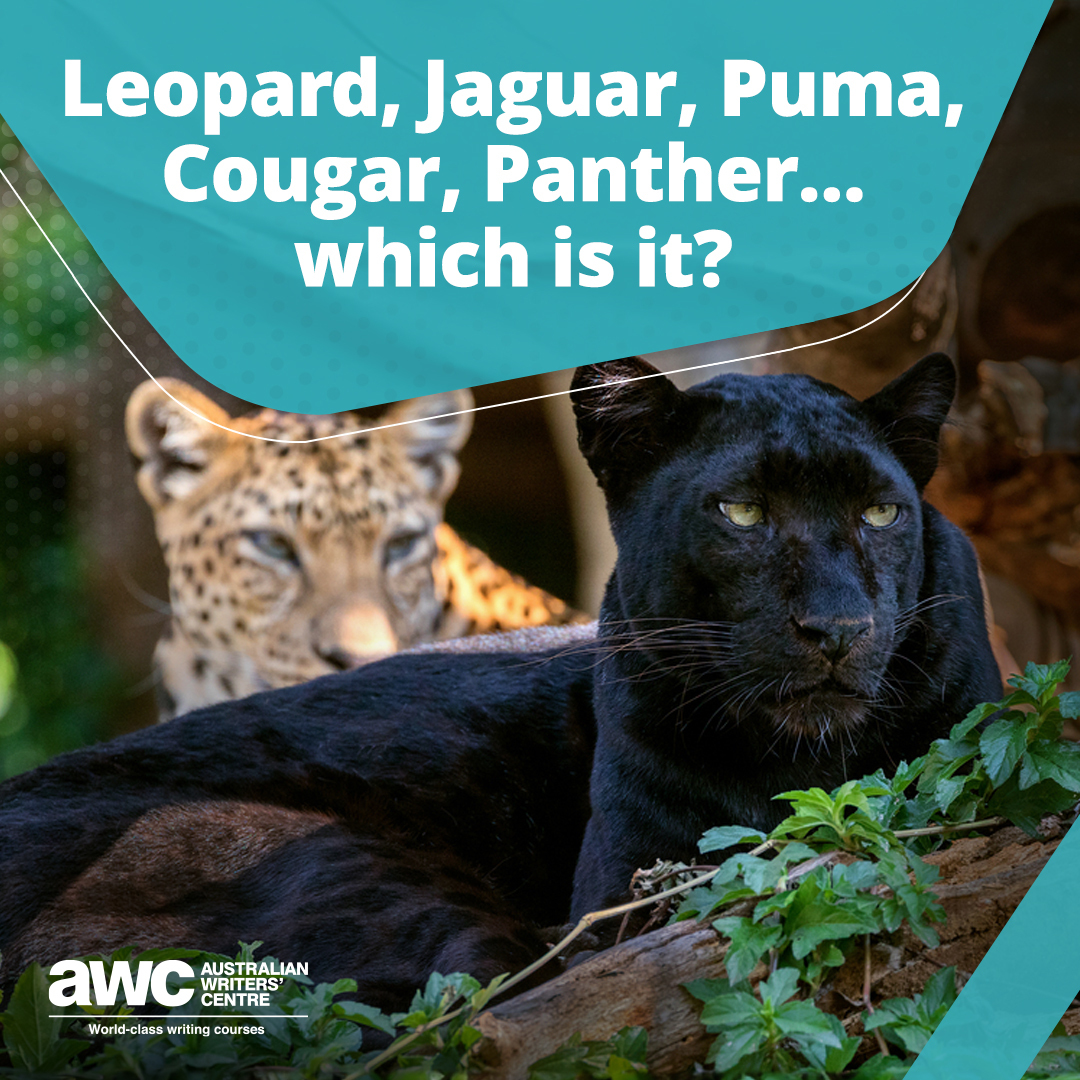 Lions, tigers, leopards, jaguars, pumas, cougars, panthers and so on. Can YOU tell them apart? Prepare to navigate the catwalk as we go on safari in this week’s Q&A – on our BLOG right now: writerscentre.com.au/blog/qa-leopar…