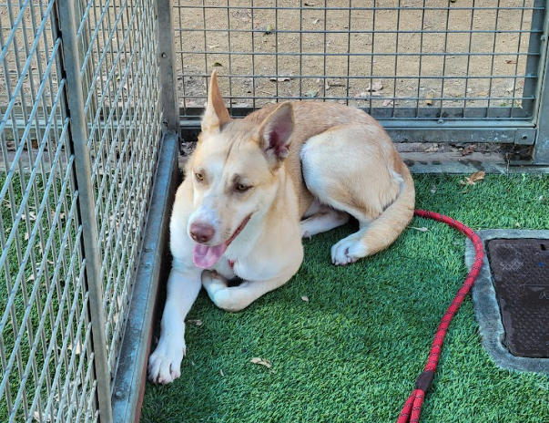 Sweet-natured pup, Tarzan (#A2103690), a 1-year-3-month-old male Shepherd/Husky mix, is ready for adoption. He's easy to leash w/ mild pull on walks, enjoys belly rubs, gets along w/ dogs.🤗💚 Meet w/o an appt at East Valley Shelter; @LACityPets; laanimalservices.com/shelters/east-…