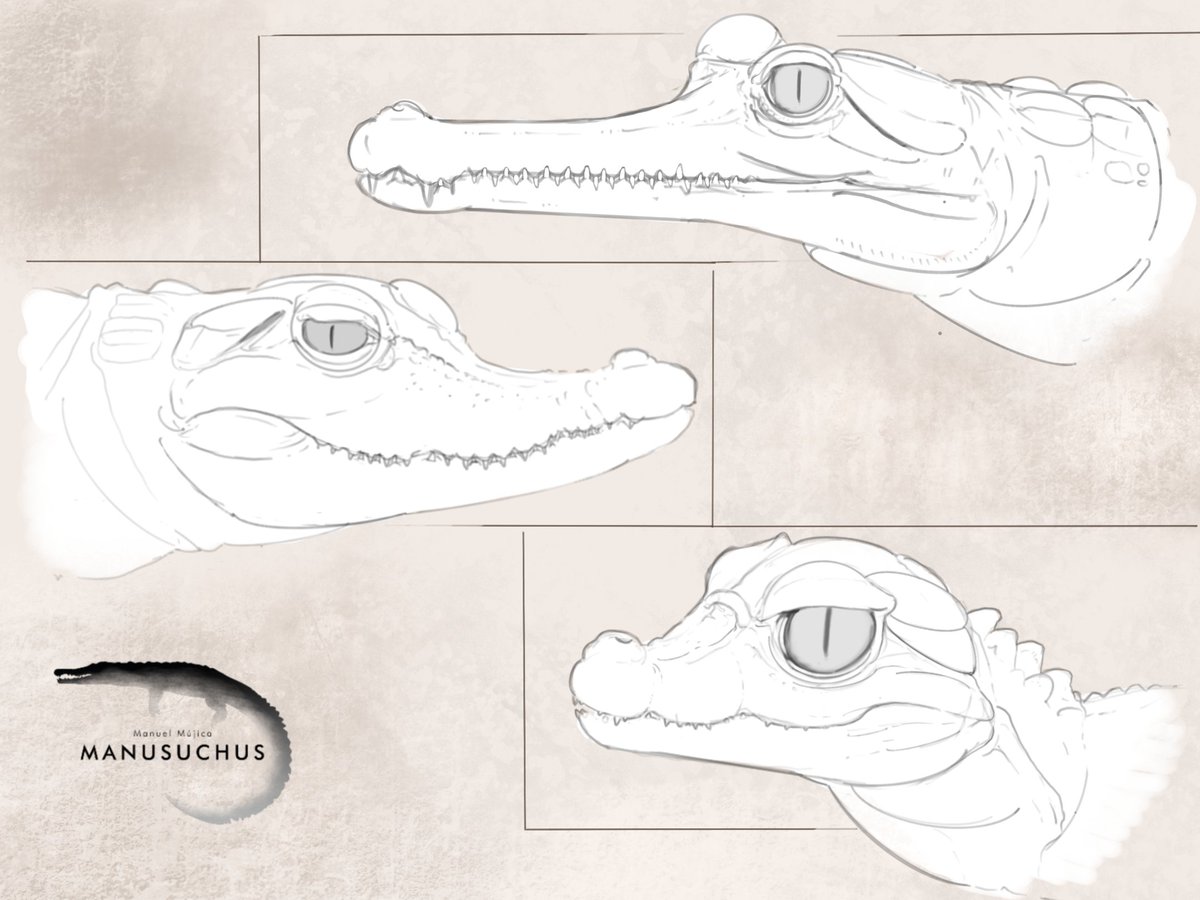 Hatchlings for this week's crocs sketch page.
I´ve tried to keep the lineart as clean as possible.