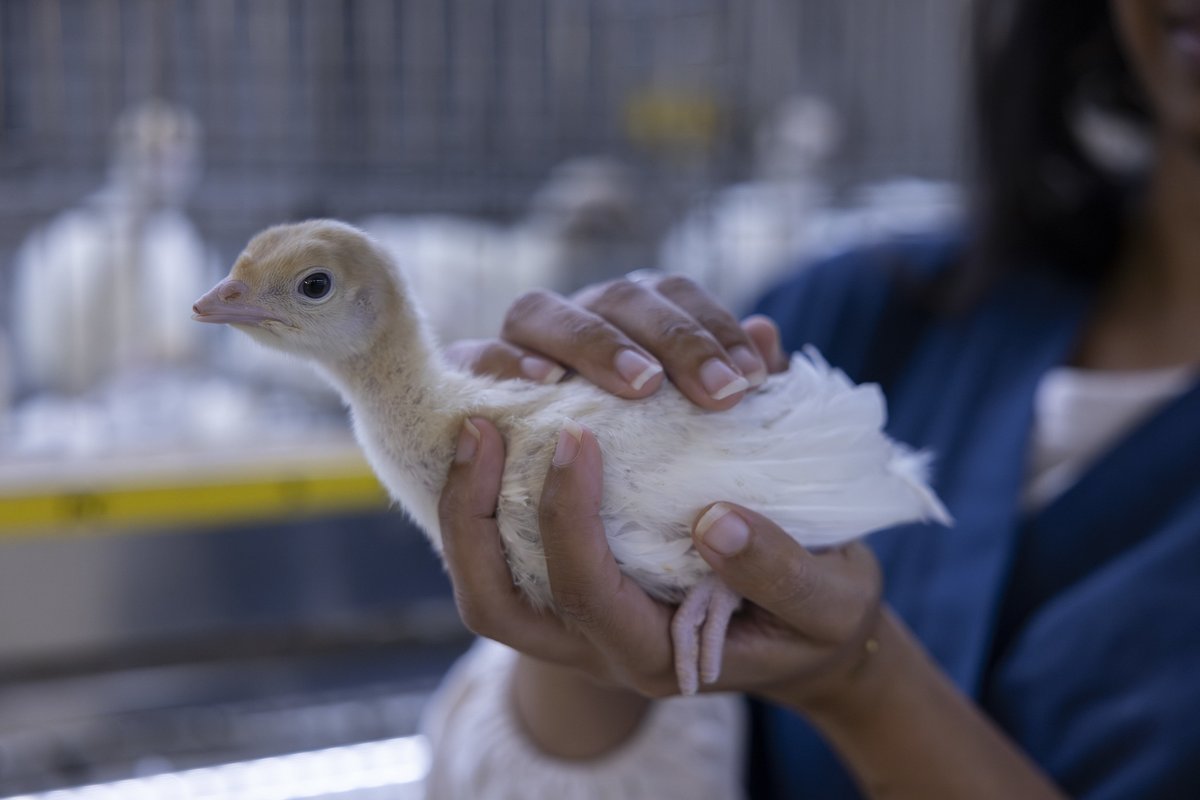 As avian influenza viruses evolve to infect more species, scientists with @AginArk and @UArkansas have expanded their outlook for a second international summit set for the fall. Read more at aaes.uada.edu/news/expanded-… @bumperscollege @animalscienceua