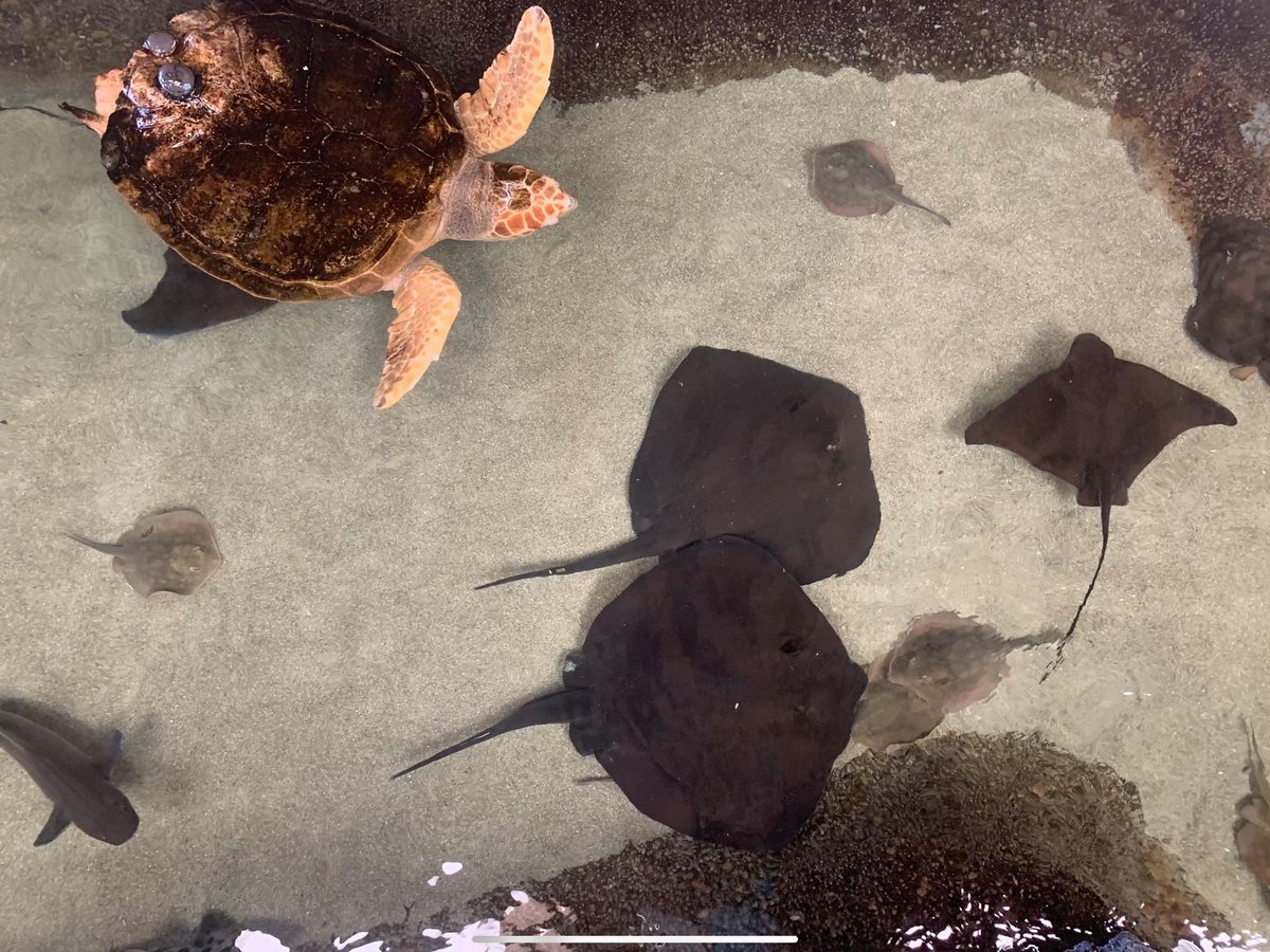 Calling all interns! <a href="/thelivingcoast/">The Living Coast</a> is now accepting Fall internship applications! 

They have openings in Animal Care, Education, Horticulture, and Sustainability.

Learn more and apply today: thelivingcoast.org/Internships

#sandiego #internship #wildlife