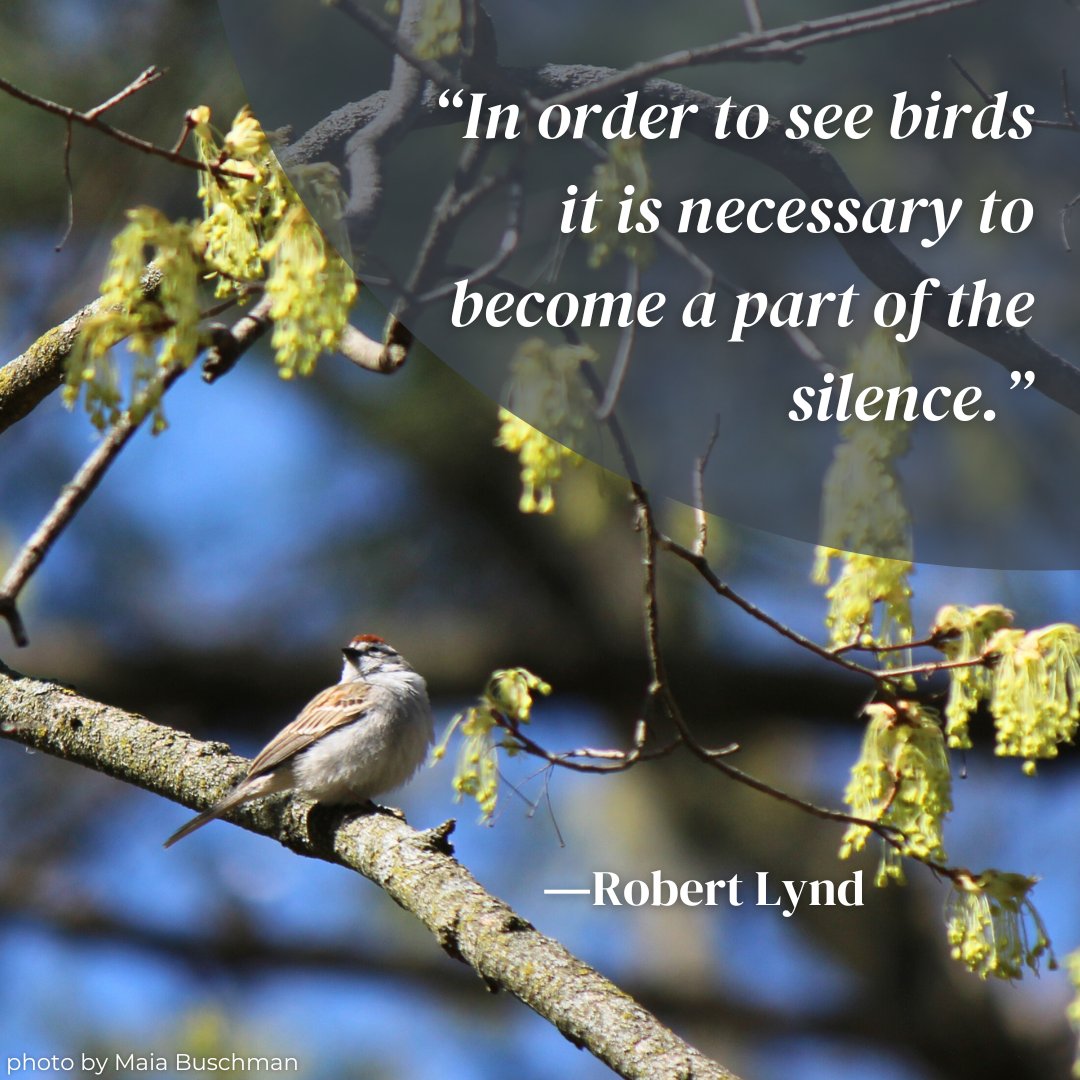 Some #WednesdayWisdom that Aldo would certainly agree with: “In order to see birds it is necessary to become a part of the silence.” ―Robert Lynd #birds #birding #birdwatching #ornithology #wildlife #spring #nature #quote