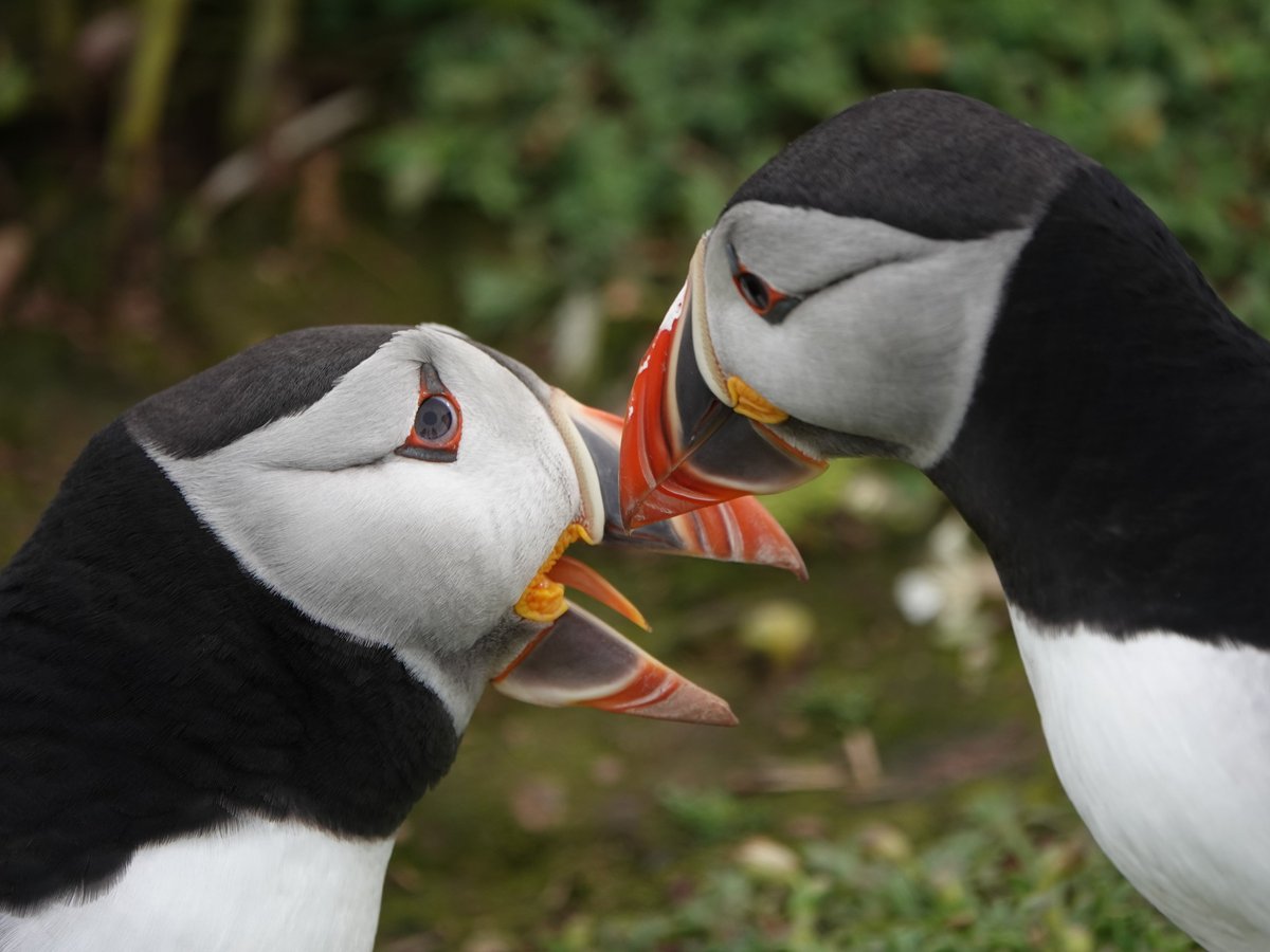 A really brilliant day on @skomer_island today on a 1-to-1 guided trip with Paul.  Everything fell into place: the weather, the birds, and great company.  Loved it!  Checklist and more photos here: ebird.org/checklist/S172…