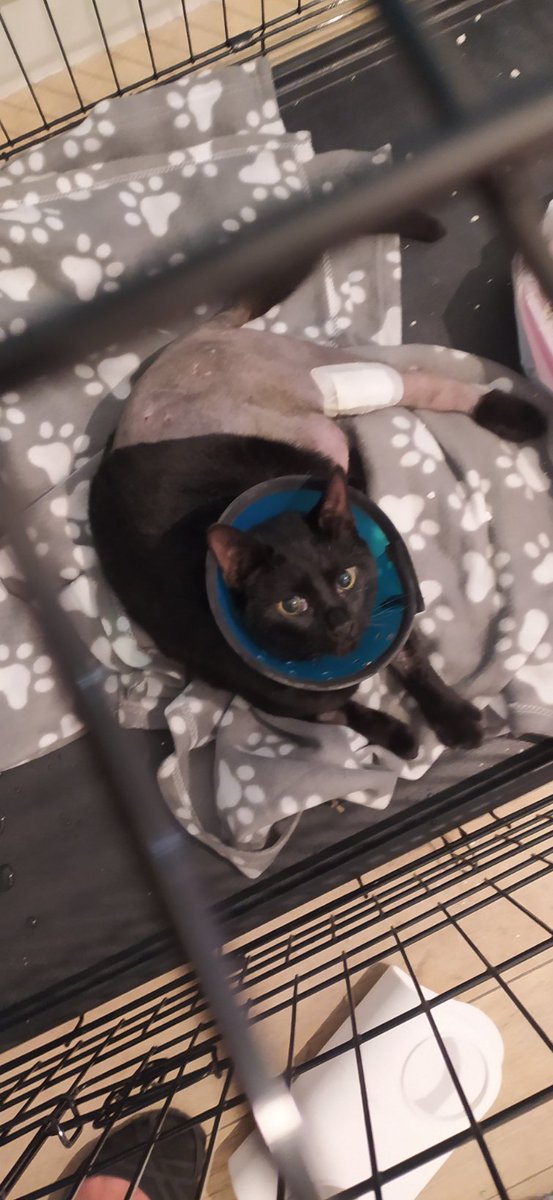 Suhana Ahmed tweet media