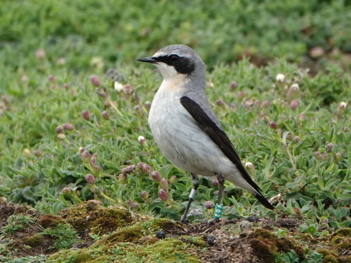 Another day on @skomer_island, more fun checking Wheatear legs.  Turned up 2 more: males D59 (who was in the same spot as 2023) & F02 (pic, who I think is new to me). Over to you @fatsnipe.