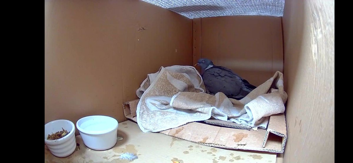 For 8 days we had a pigeon stuck in our chimney and I couldn’t reach her to even give her food or water, but I managed to finally get the little rascal maybe just a bird but I’m happy it’s alive ❤️