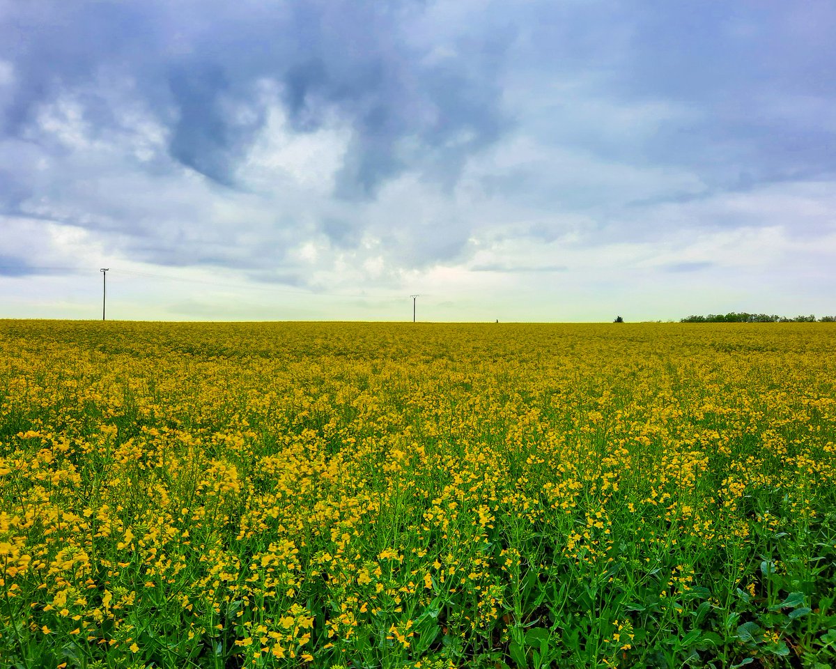 🇩🇪 Raps blüht. 🇬🇧 Rapeseed is blooming. 🇷🇺 Рапс цветёт.