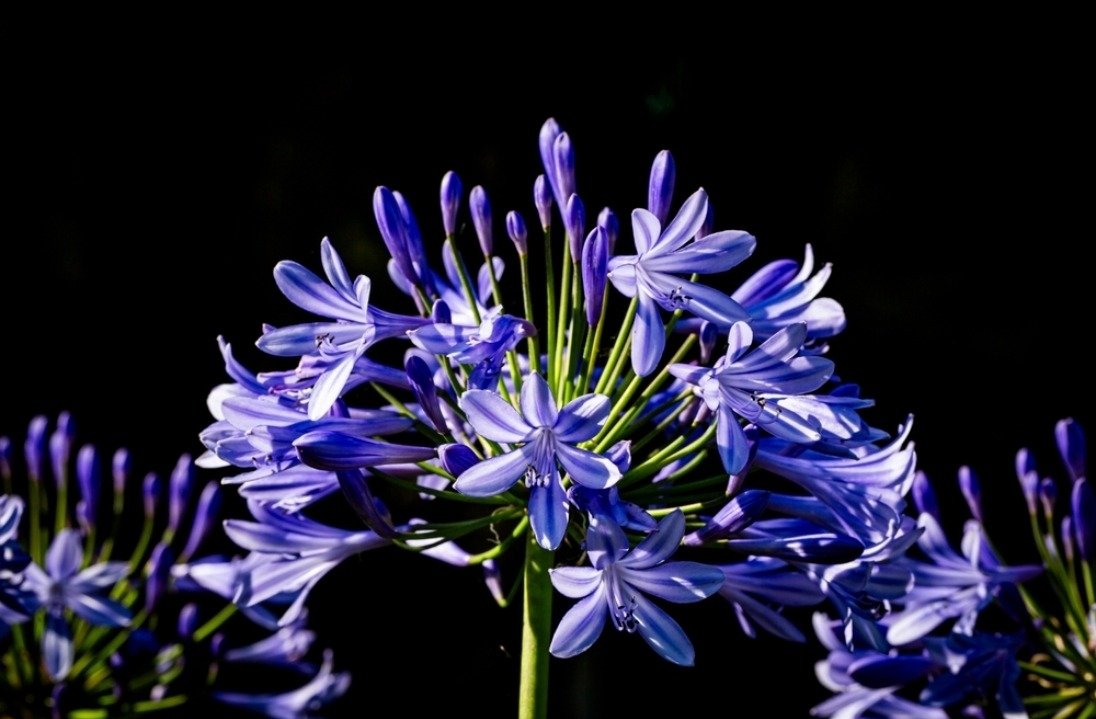 Idag, 8/5, satte jag ut min Agapanthus och började gödselvattna den. 
Den krävs mycket sol för driva fram i knopparna och absolut ingen frost.
Bilden är från blomningen i Augusti 2023.
Även frön är tagna av dessa blommor, men det återstår att se om det blir något.