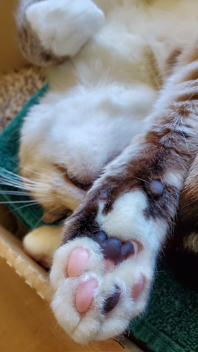 Show me your beans! #CatsOfTwitter 
#LancesNewHome