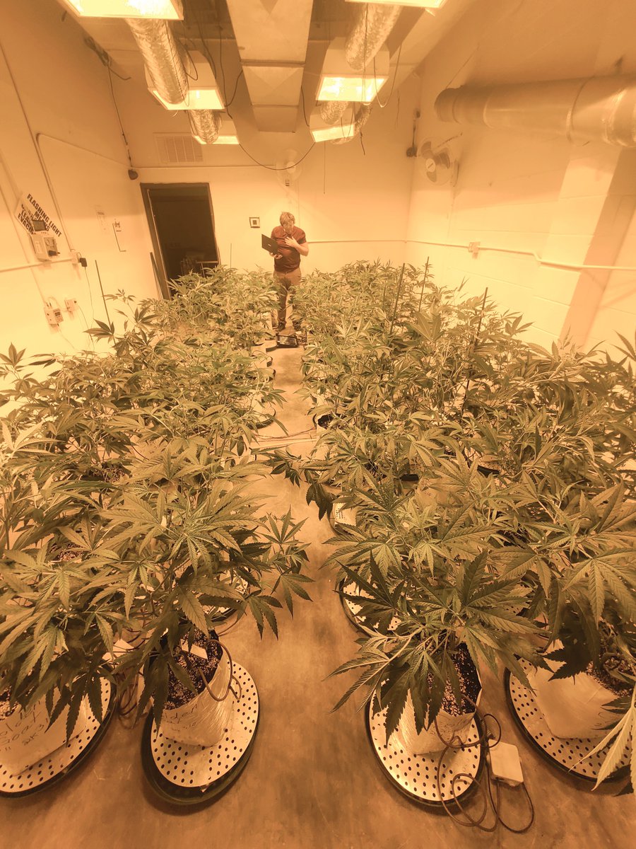 New room takeovers at this customer facility in Denver, CO. System being booted up #checkbelowtheplants, and then priming the plants for takeoff in a few weeks.

#cannabiscultivation #CannabisCommunity #cannabisgrower #cannabisculture #cannabisindustry #colorado #flourishsystems