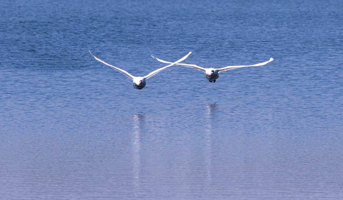 Mute Swans at @E17Wetlands #birdsseenin2024 #londonbirds