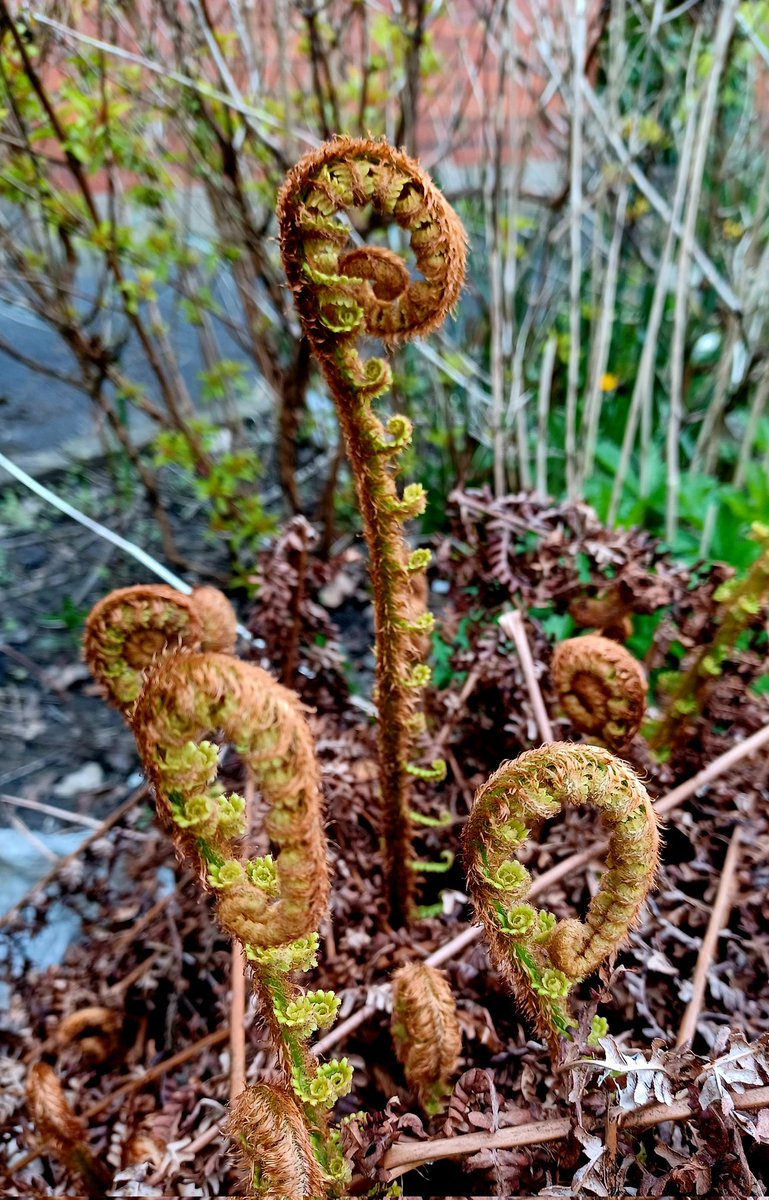 Crozier, like a shepherd's crook. 
#GardeningTwitter 
#GardeningX