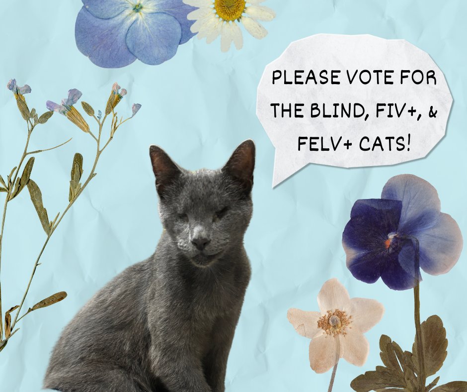 Please consider voting for the blind, fiv, and felv+ cats! You may vote daily to help the kitties! 🌷 The contest is linked here: bit.ly/3Zj6DzE ** If you would like a daily email reminder, please email at blindcat@blindcatrescue.com ** Thank you for helping the cats!!