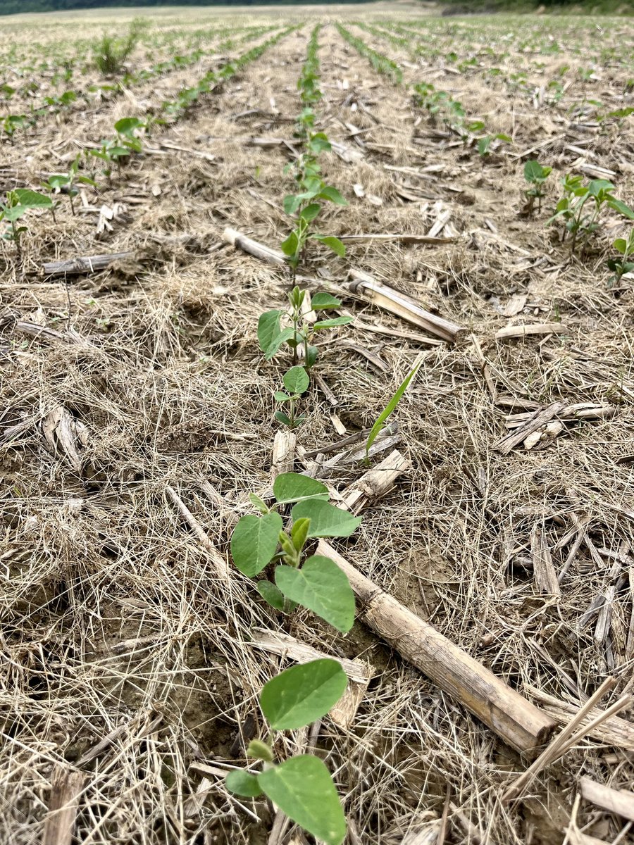 My baby soybeans came up runnin’