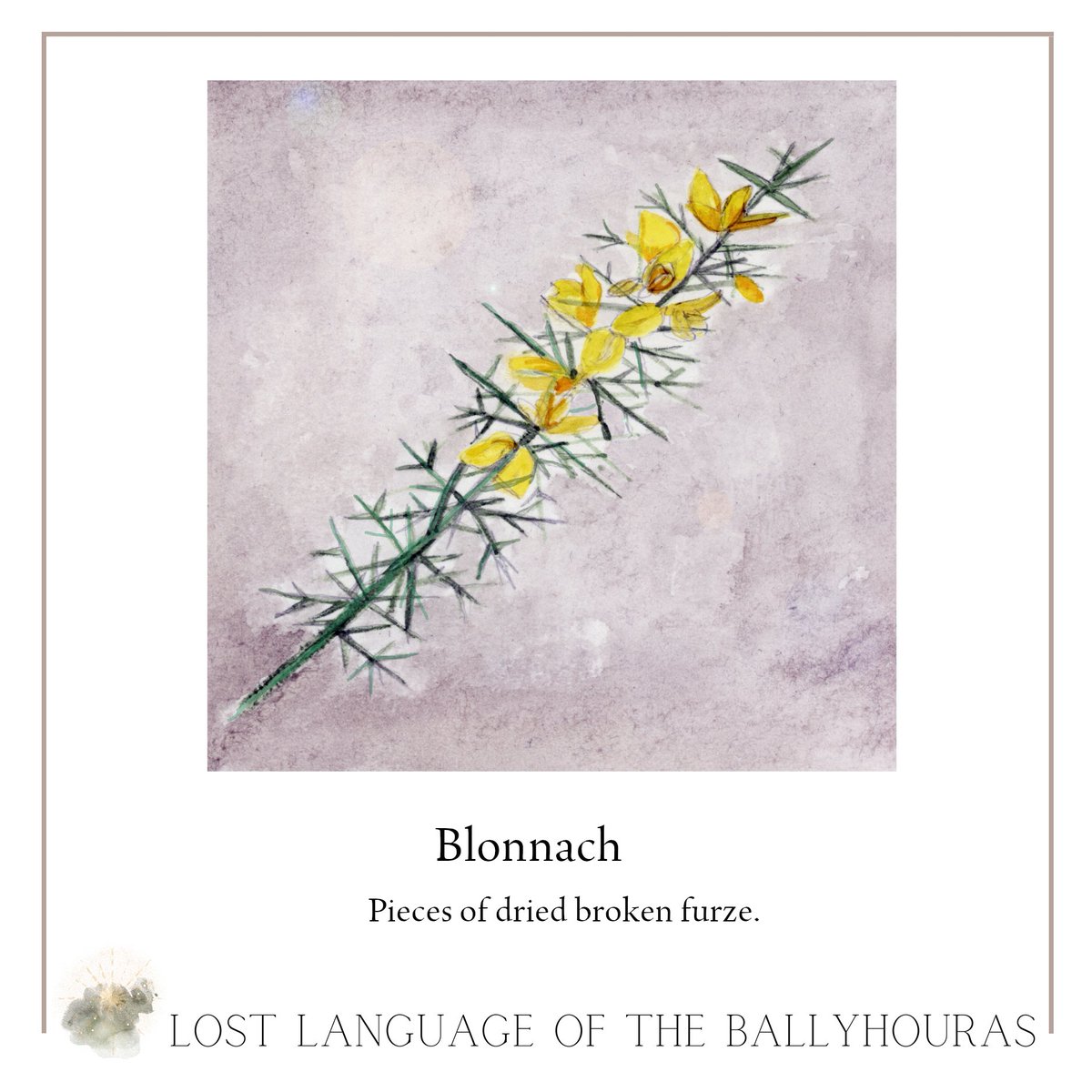 BLONNACH
Pieces of dried broken furze. Gather up the blonnach, the brussy stuff.

Illustration: Enagh Farrell

From:  The Lost Language of the Ballyhouras:
Cnuasach Focal Paddy Fennessy, ed by Evelyn Fennessy & Róisín Ní Ghairbhí.
Buy: evelynfennessy@gmail.com or @ansiopaleabhar