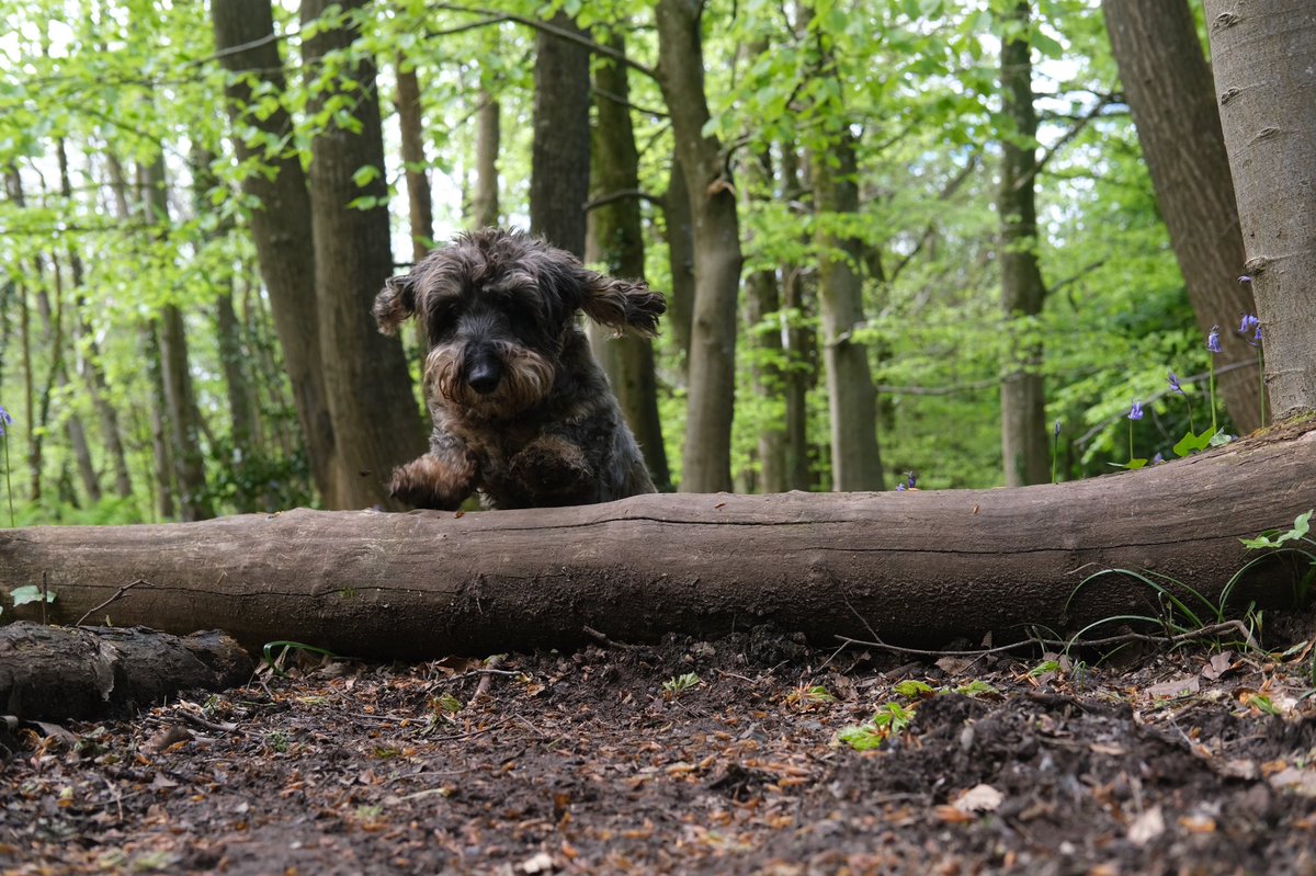 Down in the woods today there was a Wirey surprise 🤩 #SausageRolls