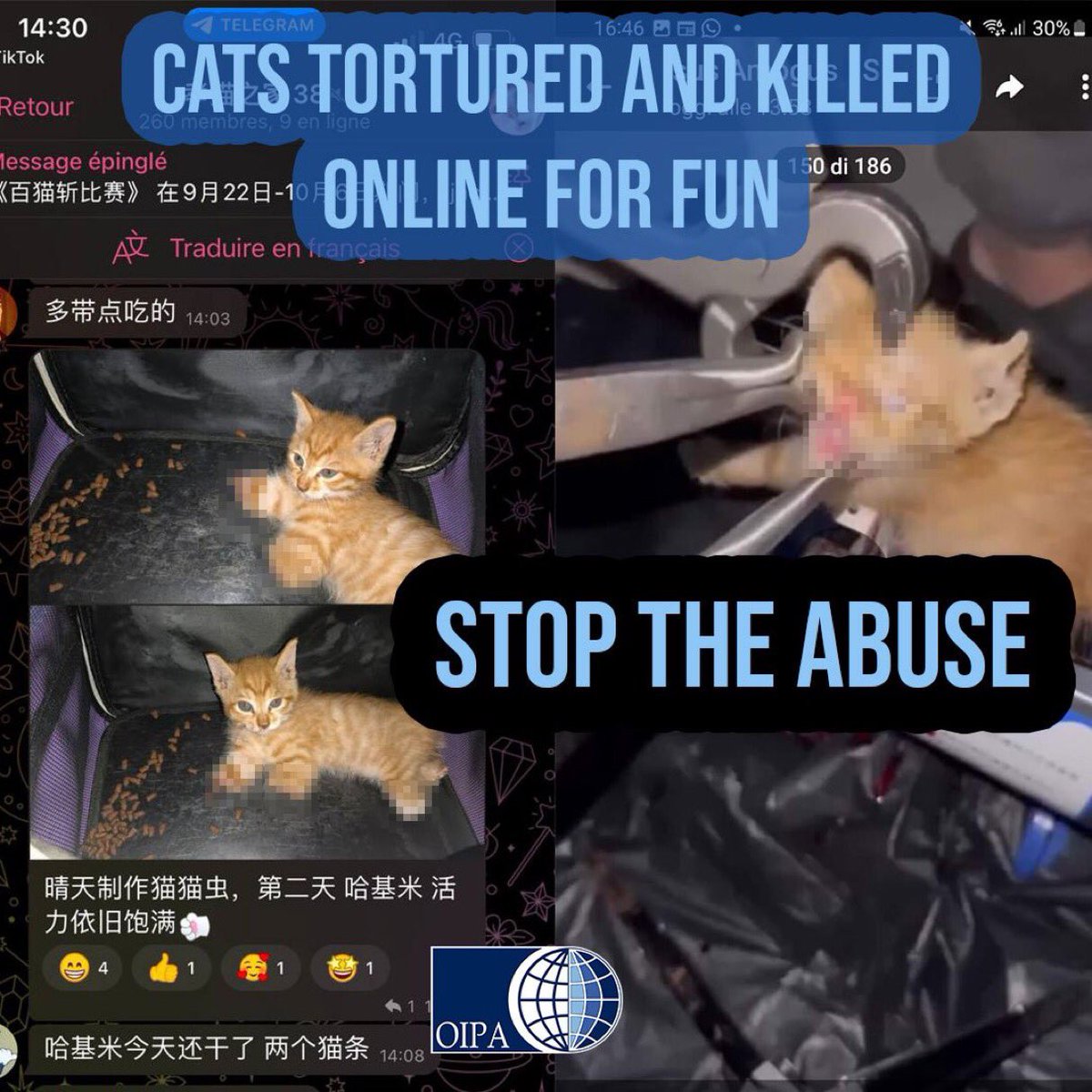 #CatsAreFamily
In #China they’re the victims of #crime by #evil perverts.
#CatsAreFamily 
Stop #CatAbusersChina 
#BoycottChina