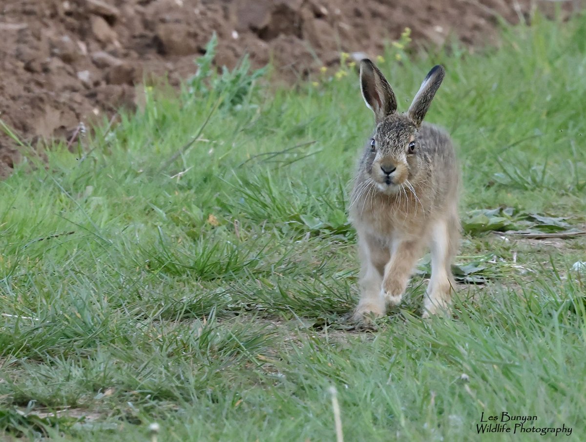 While watching the White Storks at Choseley this evening I couldn't resist the passing Hares including this rather cute Leveret @Natures_Voice @HPT_Official