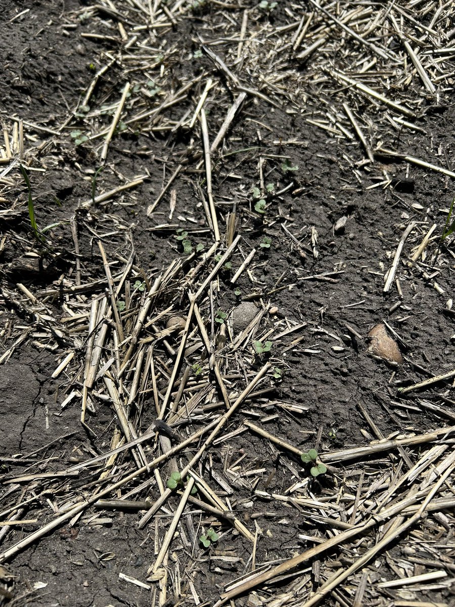 The weeds are thriving in these warm, spring conditions. Wild oats and volunteer canola coming with a vengeance. A pre-burn application can help mitigate yield loss from weeds emerging prior to the crop.