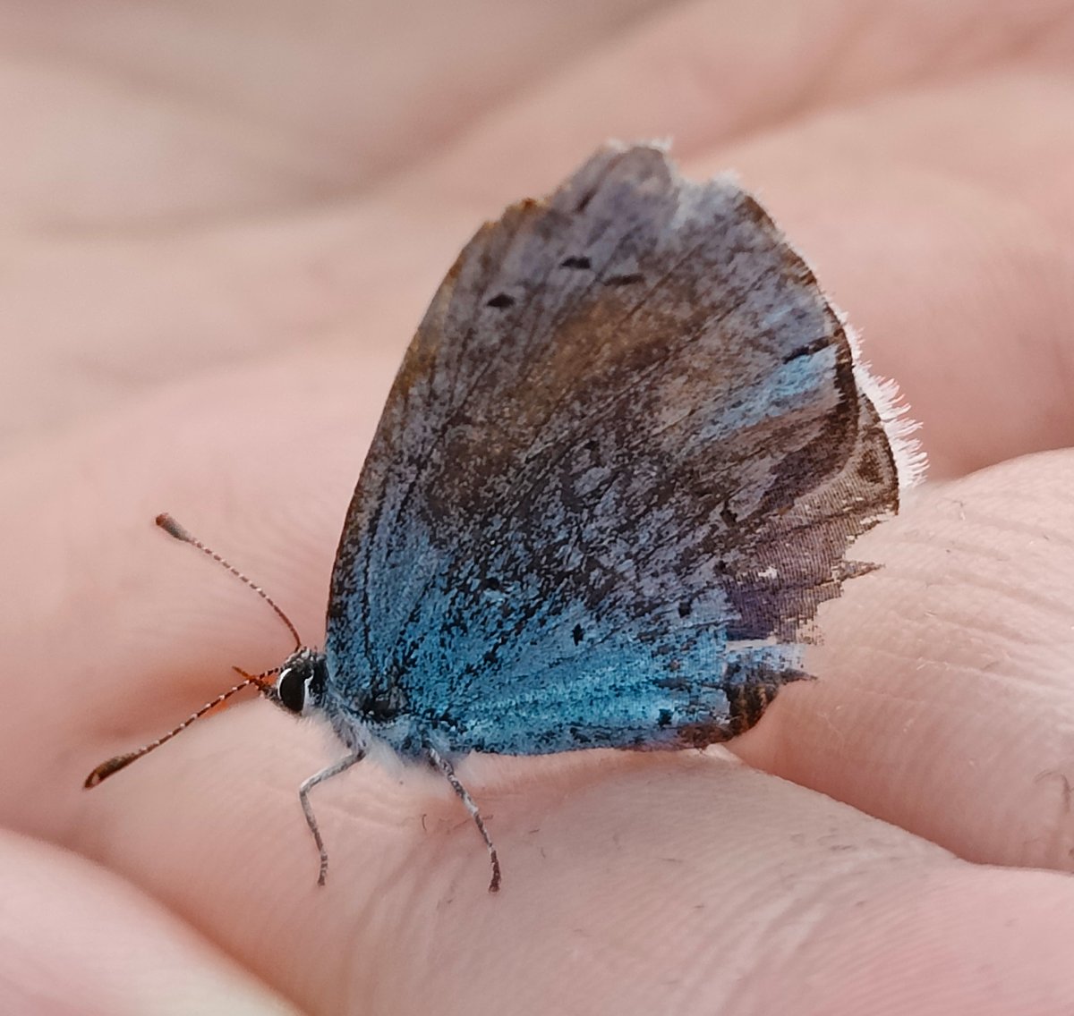 In a world of concrete and tarmac, nature is king. #Nature #Butterfly #CreativeBreak