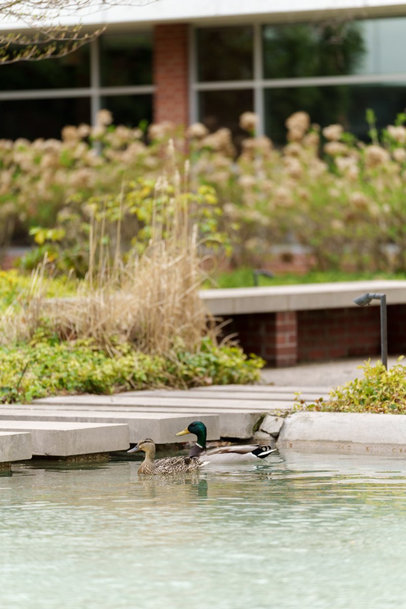 Everyone's favorite Courtyard residents are back! 💦💦💦 

Please be cautious and keep your distance from our sweet family if you make your way into the Courtyard. 🦆 #TheDeltaWay #DuckDuckDelta