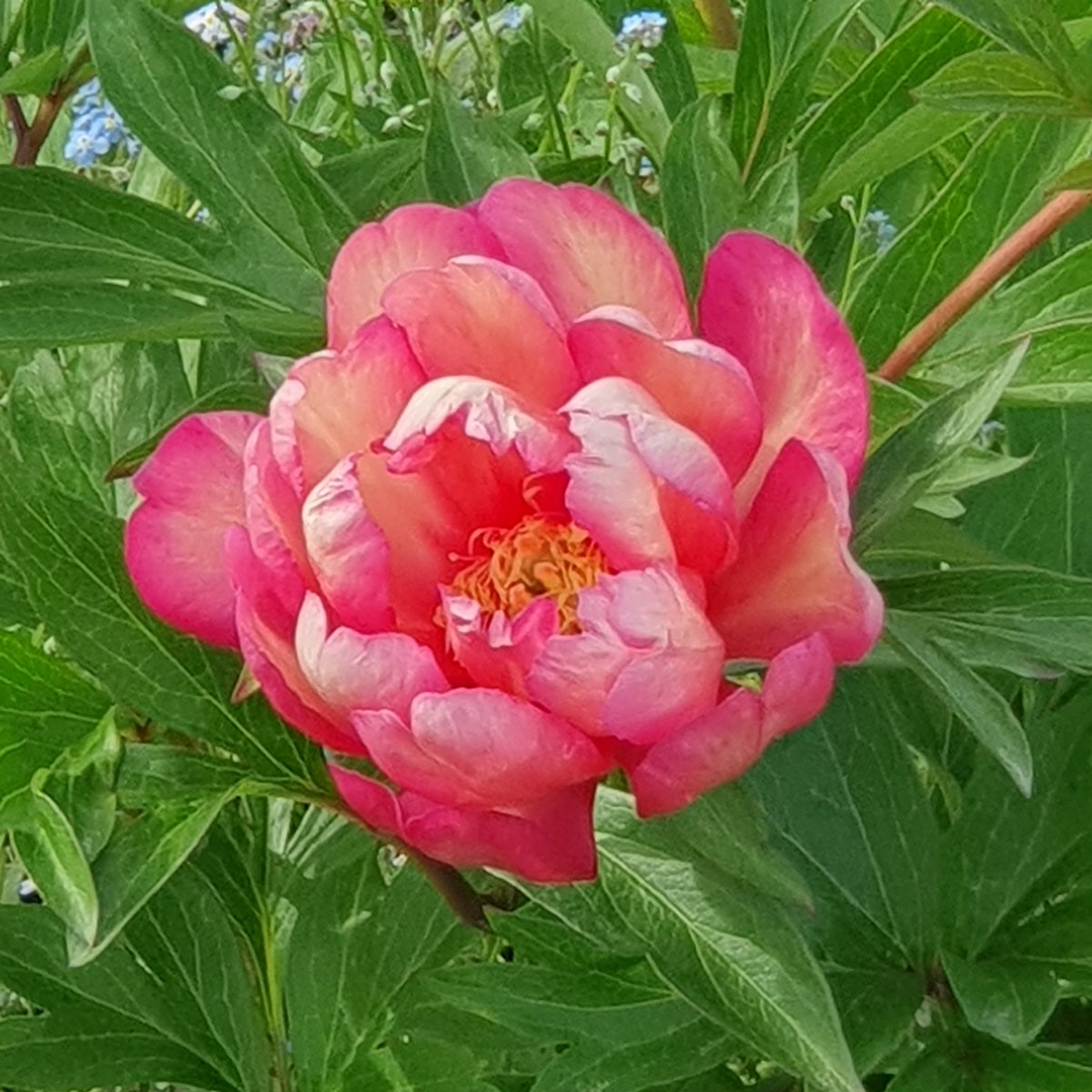 #peony #Juliarose #intersectionalitohhybrid finally after 3 years it's flowering exquisitely in the <a href="/StMichaelsHosp/">St Michael's Hospice, Hereford</a> &amp; worth the wait, its as if its been hand painted, nature is so artistic 😍