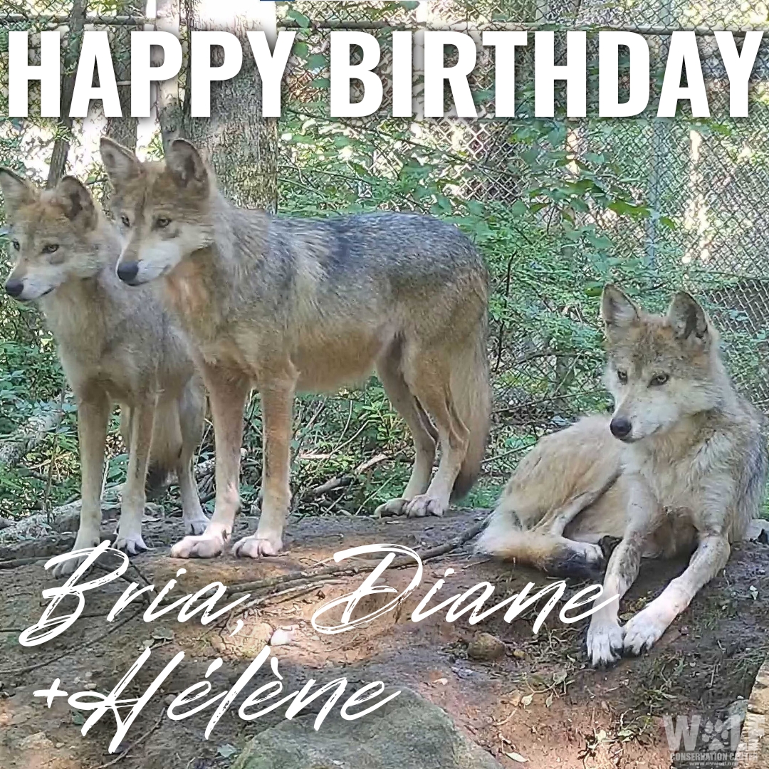 Our favorite girls are 6 yrs old! 🎊 Join us in sending bday howls to Mexican gray wolves Bria, Diane, + Hélène! Named after female conservationists, these wolves embody everything that makes wolves wonderful - they're fierce, strong, loyal, + loving. We're in awe of them!