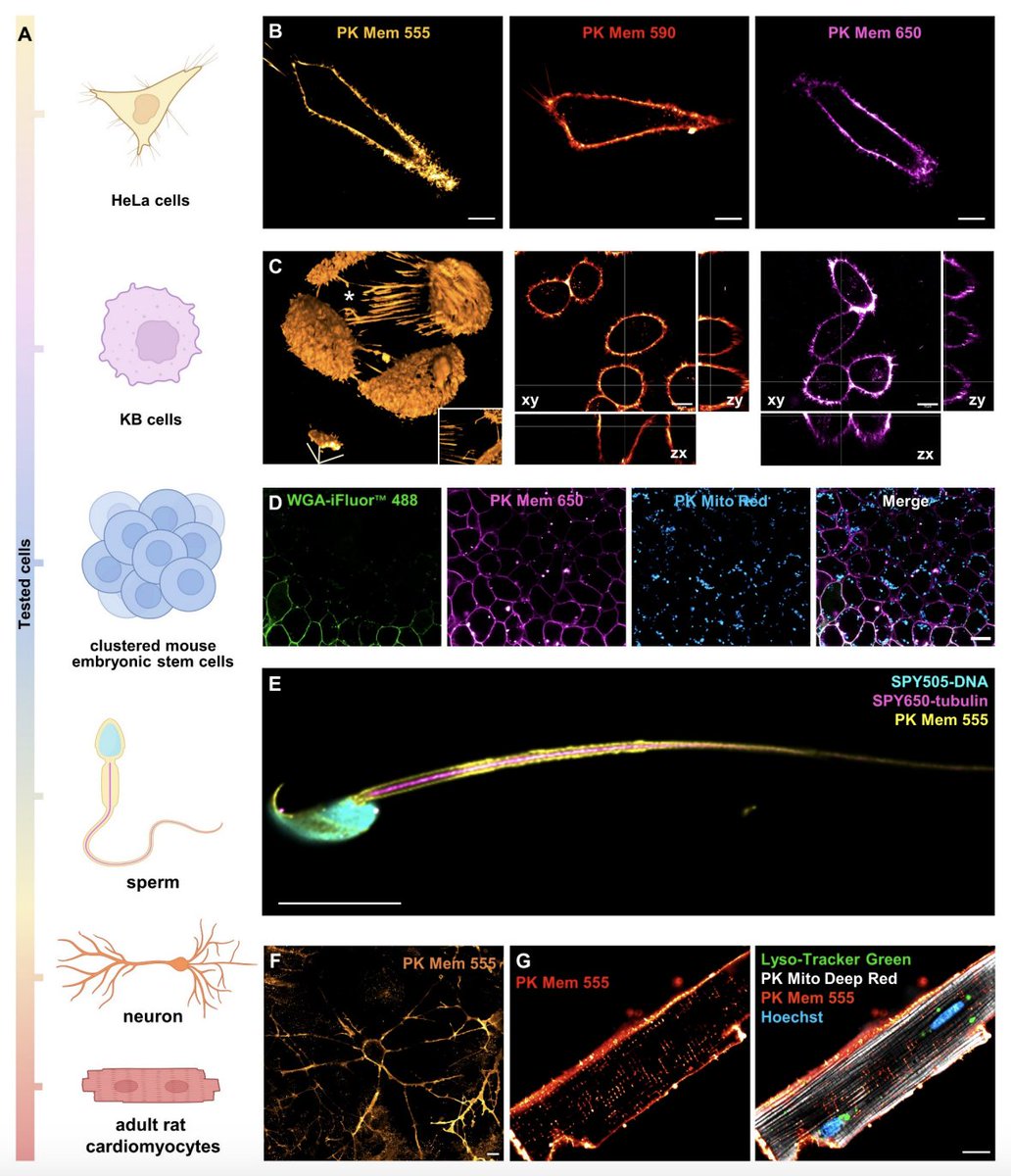 New progress in the development of improved plasma membrane-specific fluorescent dyes as researchers integrate triplet state quenchers in MemBright dyes, significantly increasing photostability. View the preprint article: biorxiv.org/content/10.110…

#Microscopy #Imaging
