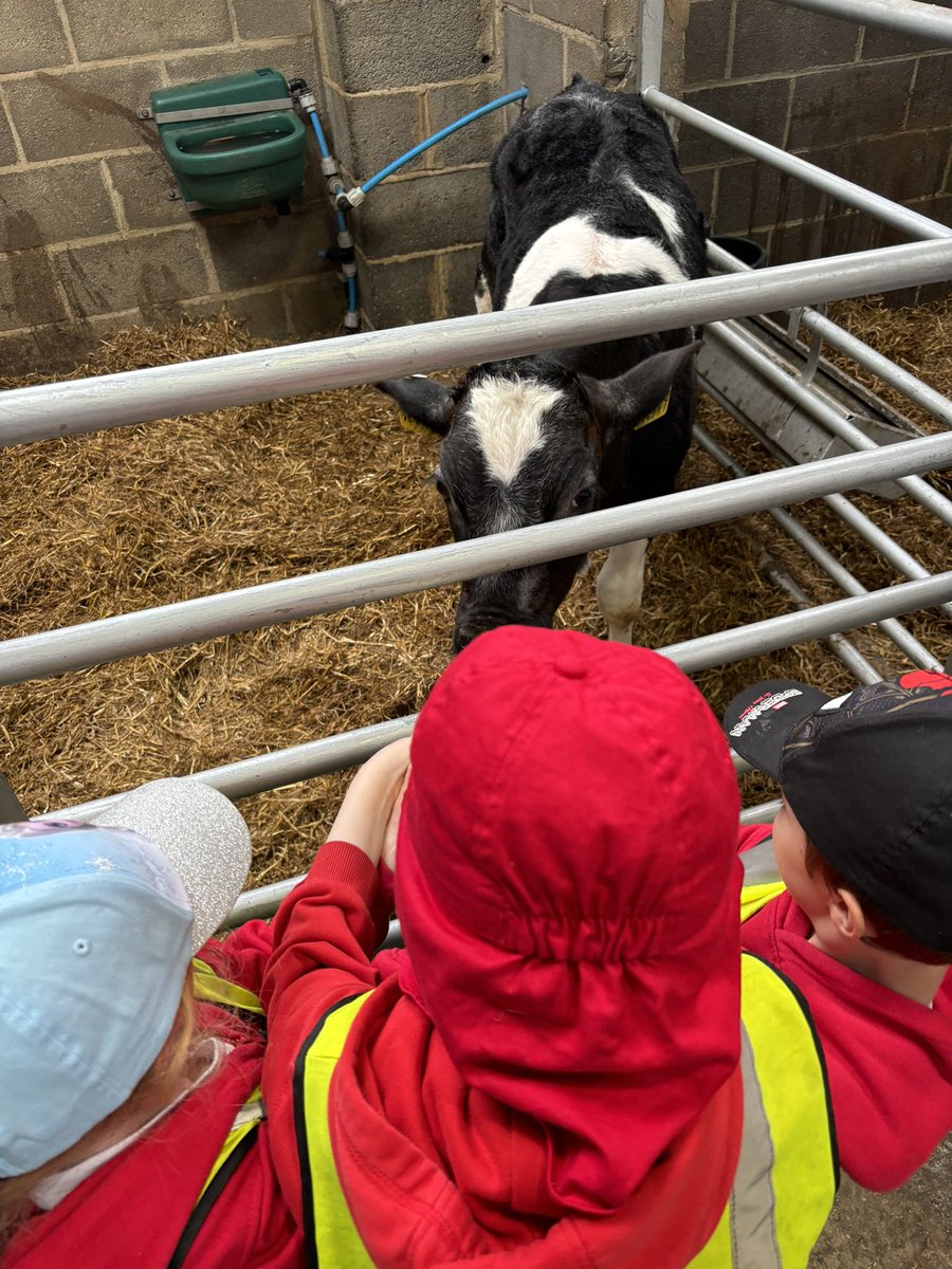 receptionbwp's tweet photo. 🐄🍼 We loved feeding the calves. First we mixed the milk, then we put it into the bottles and finally we fed them. #farmtrip #learningme #aweandwonder #smallbutmighty @Burleywoodheadp https://t.co/hOliA79eKX