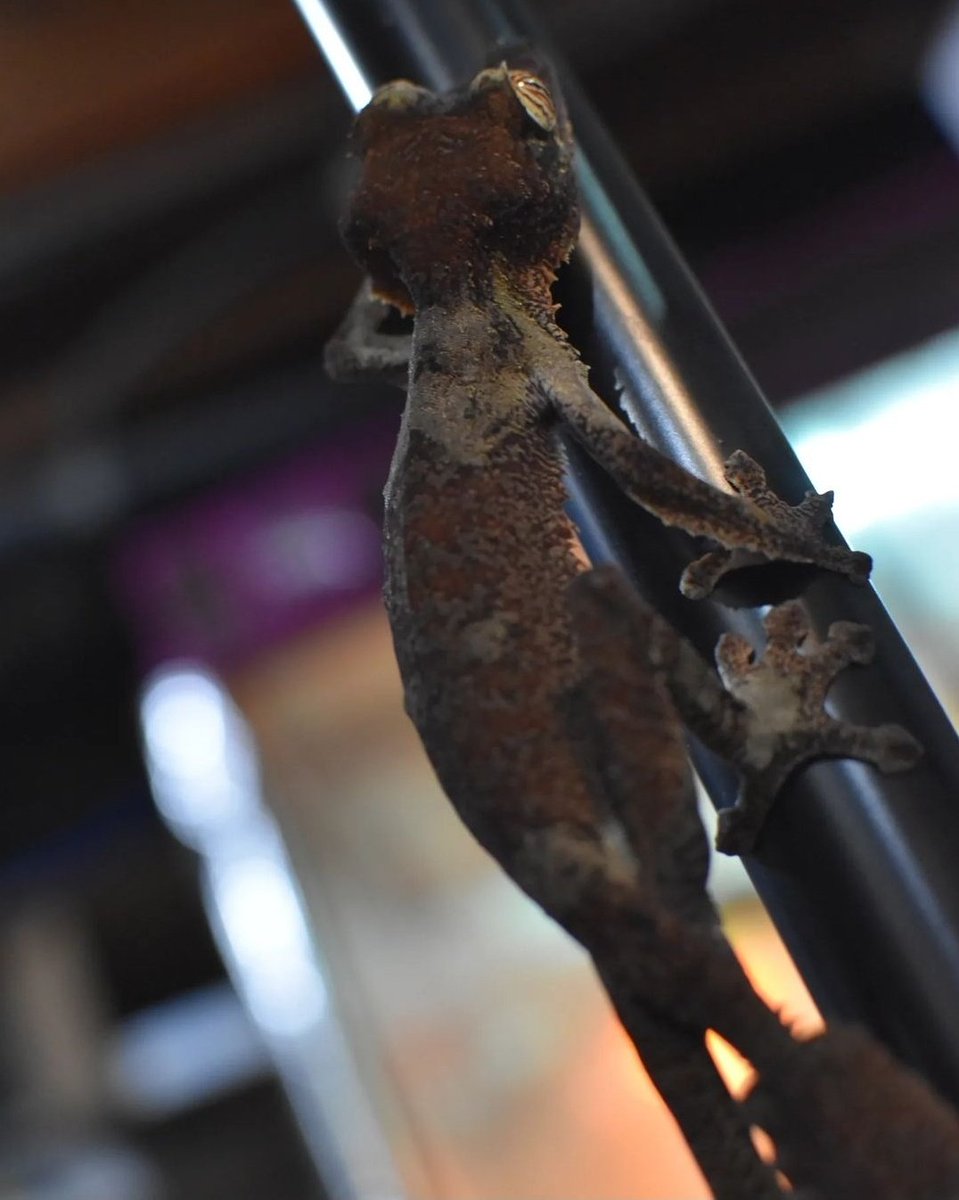 wharrgarbl forever 》》》400 lizards apparently tweet media