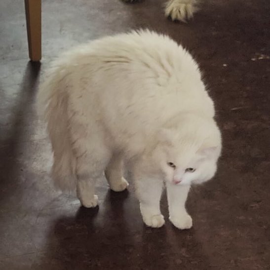 Mr. Kitty tweet media