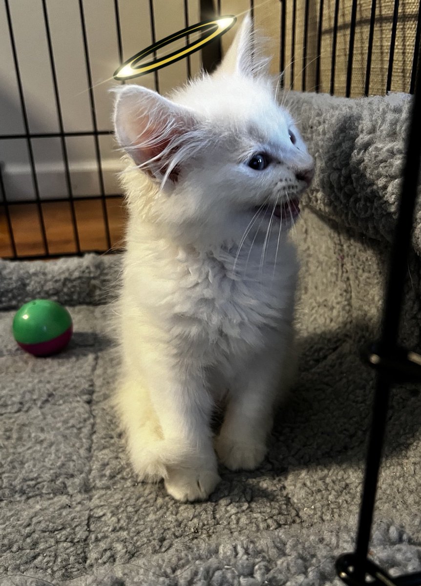 Hi, I’m $Gabe tweet media