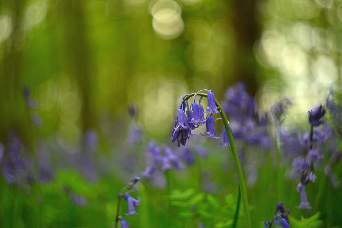 Local woods are now carpeted with Bluebells. #Bluebells