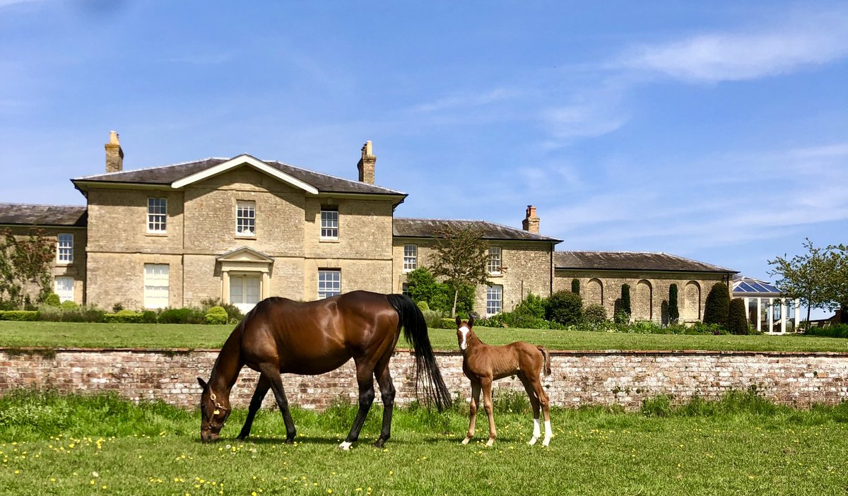 Sunny afternoons like these 👌🫶❤️🌞🕶️…..Alice’s Dancer and her kameko filly enjoying the weather 🥰